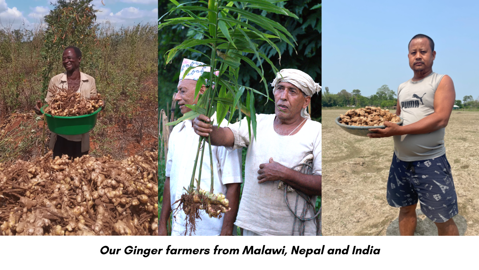 Our ginger farmers